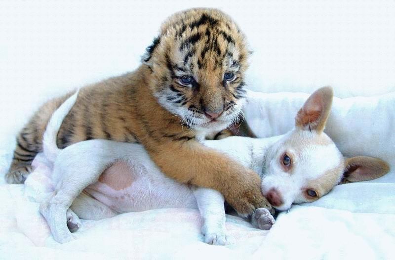 Дружба между животными