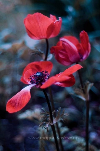 фотографии цветов Magda Wasiczek