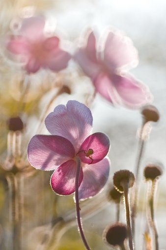 фотографии цветов Magda Wasiczek