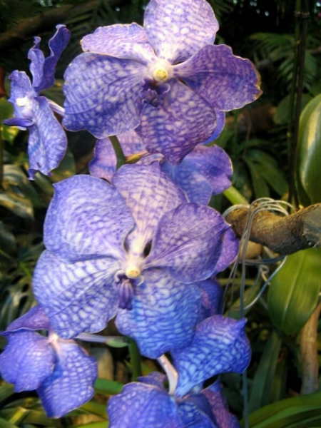 Выставка орхидей в Аптекарском огороде