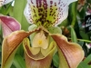 Выставка орхидей в Аптекарском огороде