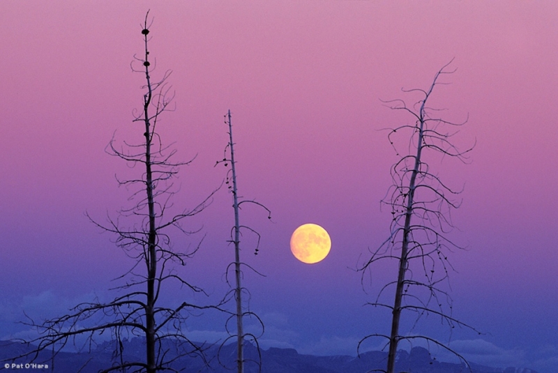 patohara_yellowstone-moonrise