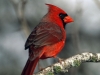 Cardinalbird