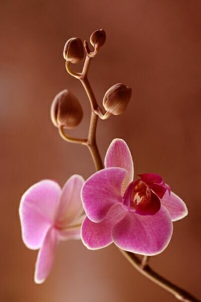 цветок орхидеи фото