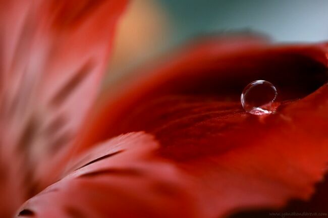 Красные цветы на фото Яна Бондарева