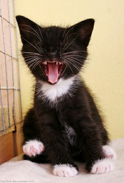позитивный зевающий котенок