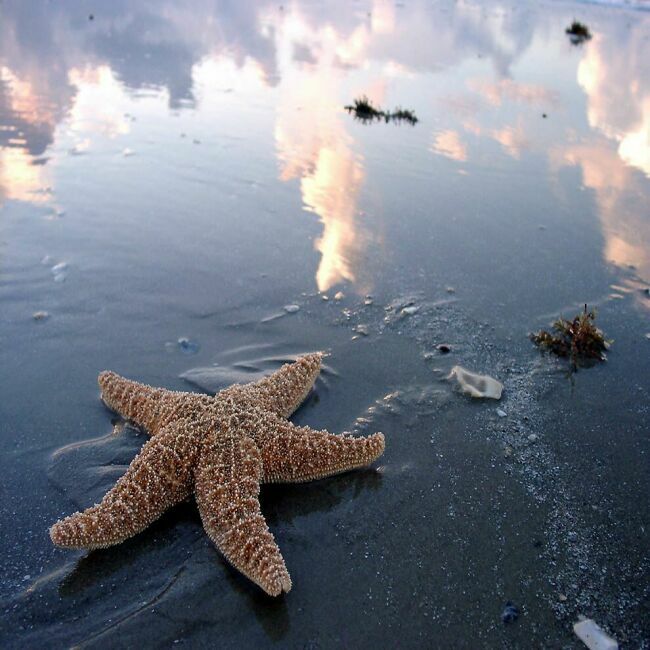 фотографии морской звезды