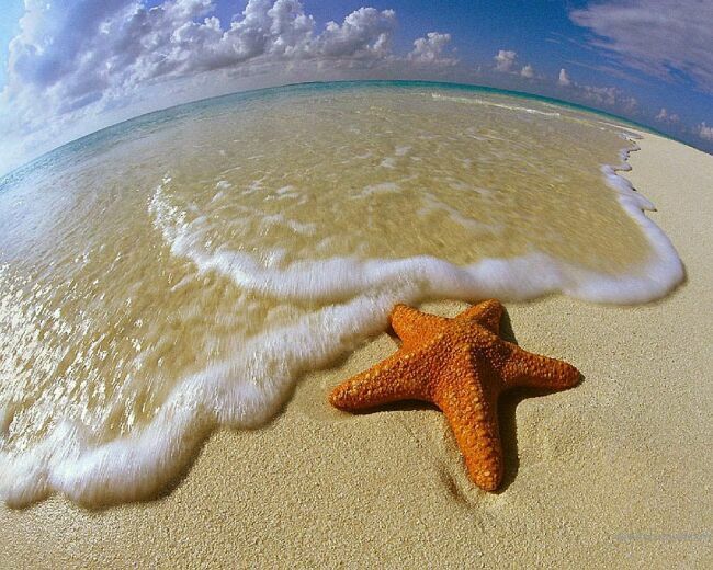 морские звезды на фото
