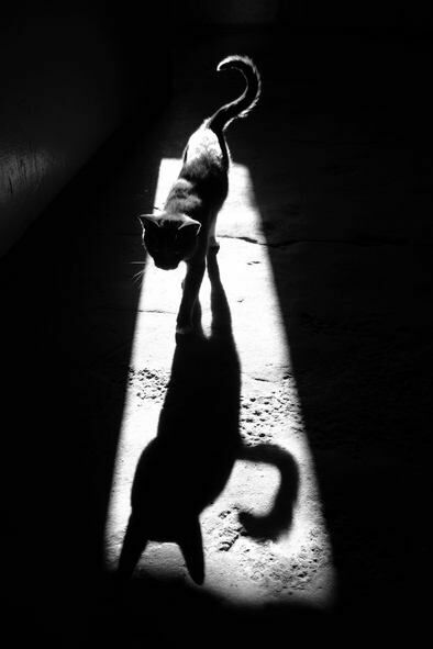 Кот и его тень