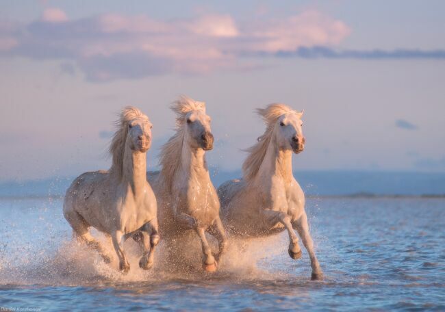 Тройка лошадей на фото Коржанова