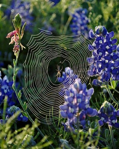 паутина с пауком картинки