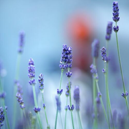 полевые фиолетовые цветы