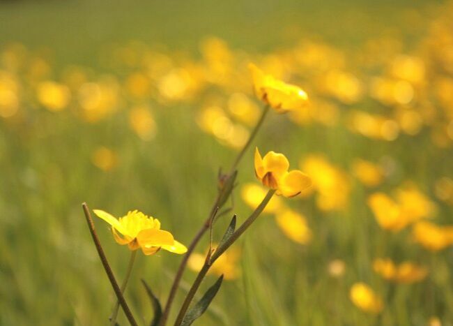 желтые полевые цветы