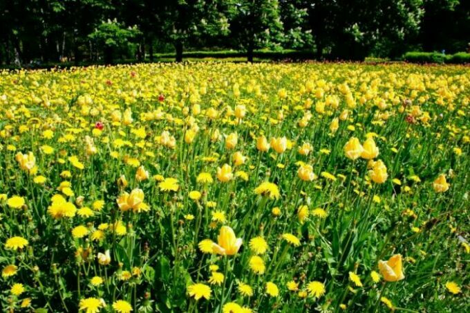 поляны желтых тюльпанов