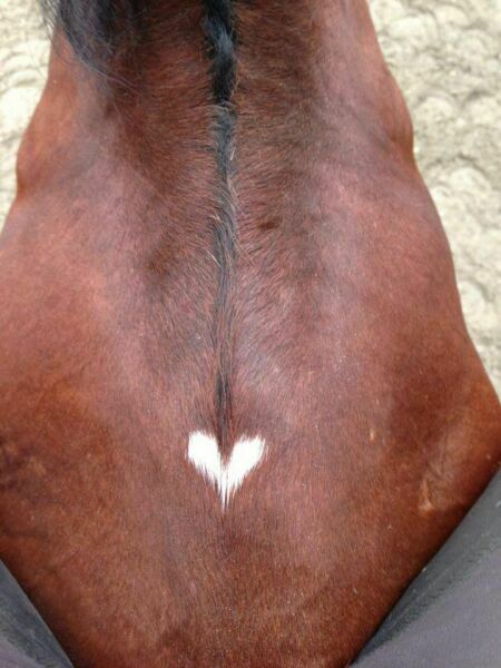 сердце на лошади