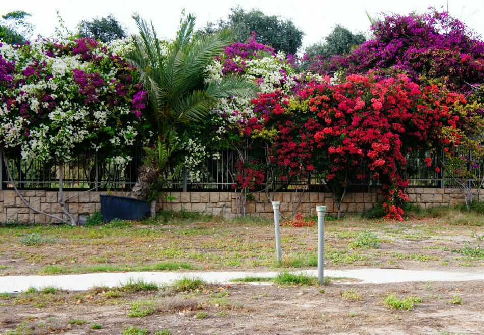 деревья в цвету в Израиле